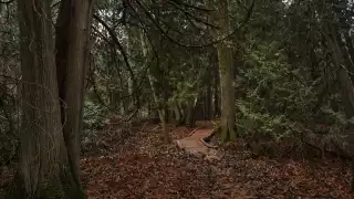 Rouge National Urban Park | Forest hike at Rouge National Urban Park