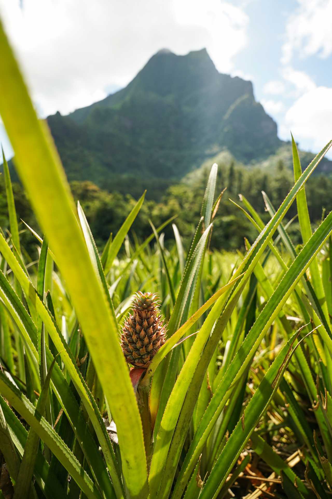 A pineapple growing near a mountain in Mo'orea