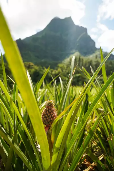 A pineapple growing near a mountain in Mo'orea, French Polynesia
