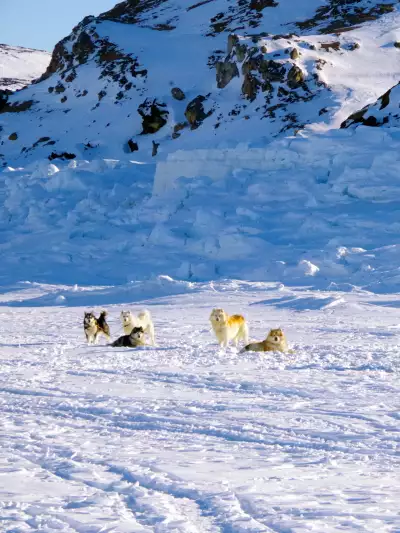 2026 Travel trends | Dog sledding in Iqaluit, Nunavut