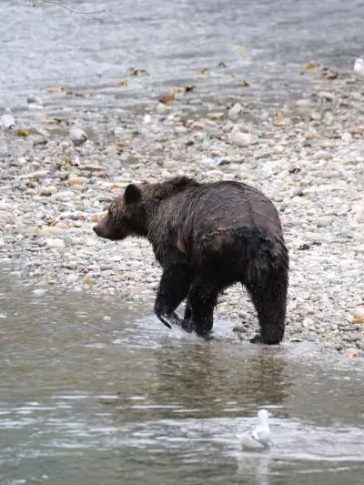 A grizzly bear emerging from a river on a Campbell River Whale Watching Fall Grizzly Bear Viewing Tour
