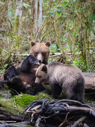 A grizzly bear mother and cub on a Campbell River Whale Watching Fall Grizzly Bear Viewing Tour