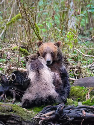 A mother grizzly bear nursing her cub on a Campbell River Whale Watching Fall Grizzly Bear Viewing Tour