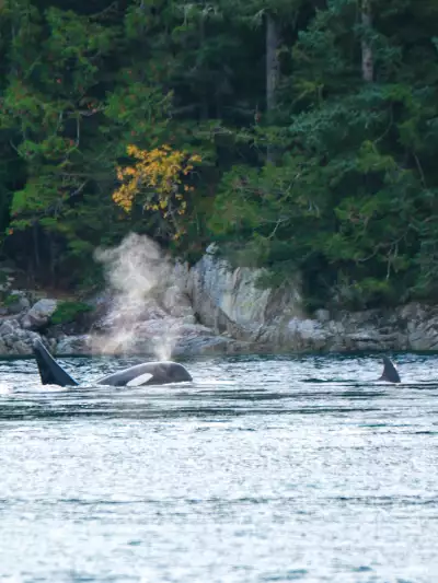 Orcas on a Campbell River Whale Watching Fall Grizzly Bear Viewing Tour