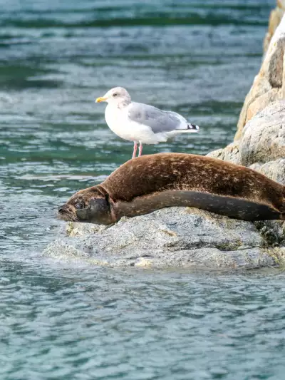 A sea lion on a Campbell River Whale Watching Fall Grizzly Bear Viewing Tour
