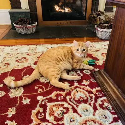 The Henderson | Pooh Bear the cat lying on the carpet at The Henderson hotel