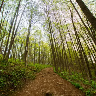 A forest with lots of trees and a dirt path