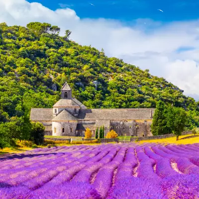 Lavender fields, Provence, France