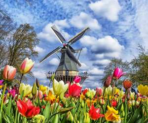 Hot Shots: Keukenhof in Bloom