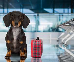 CarePod and Delta Air Lines pet travel carrier