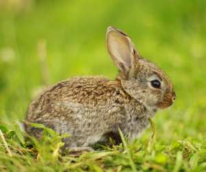 Easter Bunny repatriates German tourists stranded abroad