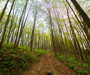 A forest trail at Rouge National Urban Park