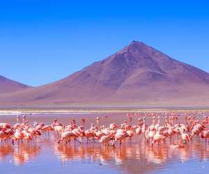 Laguna Colorada, red salt lake near Uyuni, Bolivia