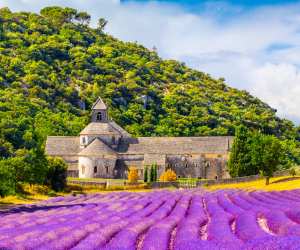 Lavender fields, Provence, France
