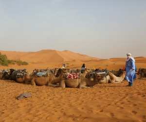 Trekking through the Sahara Desert by camel
