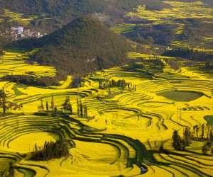 canola fields Yunnan, China
