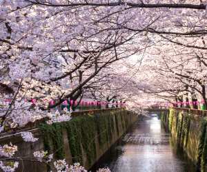 Hot Shots: Cherry Blossoms in Japan