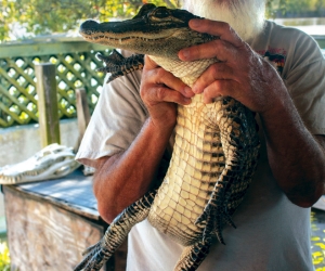 Florida-alligator-adventure