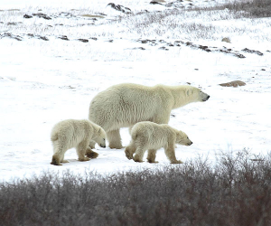 Classic Canadian Tours' polar bear safari is the ultimate Canadian bucket-list experience