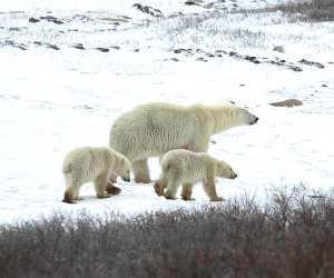 Classic Canadian Tours' polar bear safari is the ultimate Canadian bucket-list experience