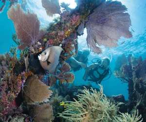 The Florida Keys | Scuba diving in Key Largo
