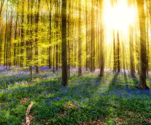 Hot Shots: Hallerbos Forest