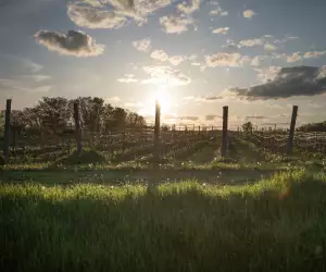 The County's Bounty