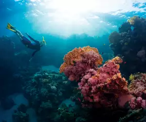 Saba