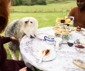 Airbnb Animal Experiences