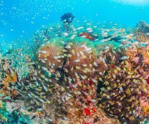 The best snorkel spots around the world