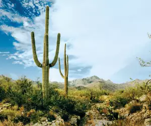 Tucson, Arizona, a UNESCO City of Gastronomy