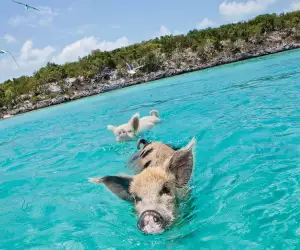 Swimming pigs in The Bahamas