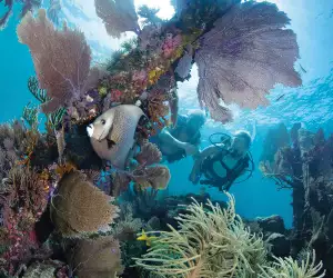 The Florida Keys | Scuba diving in Key Largo